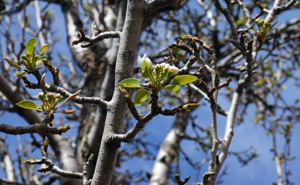 Pear Tree - Spring 2