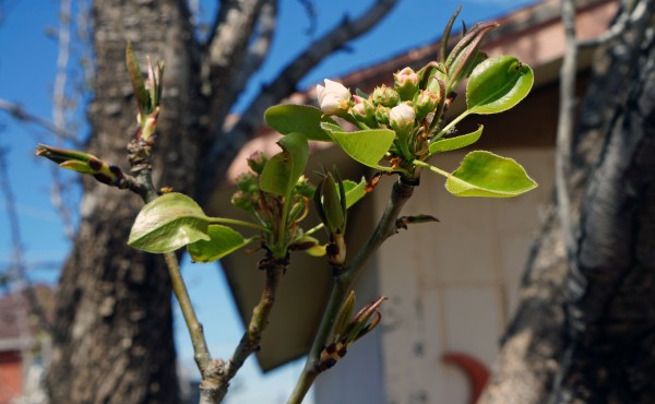Pear Tree - Spring